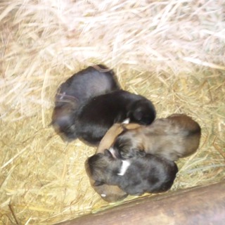 5匹の子犬が処分の危機に