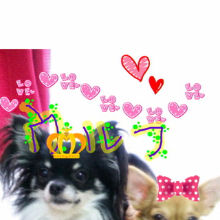 ロングコートチワワ