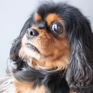 ★可愛いキャバリア★