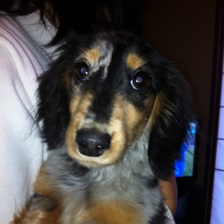 ６ヶ月のダックス男の子里親募集