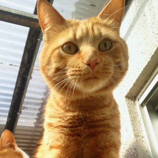 成猫（１歳）４匹至急里親募集中