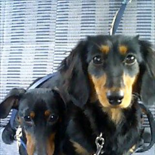 大至急里親さんを探しています。