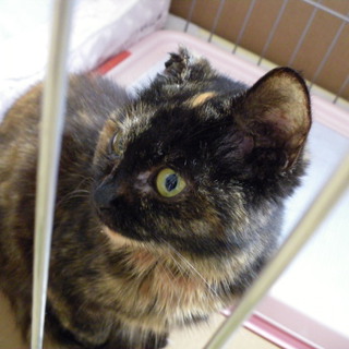 5ヶ月のサビ猫ちゃん、甘えん坊です