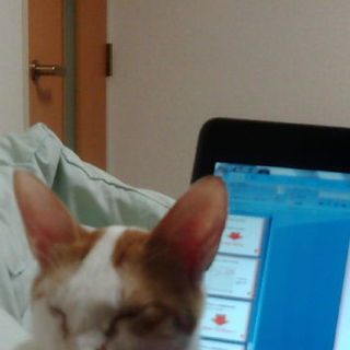 人懐っこい甘えん坊な猫ちゃんです！