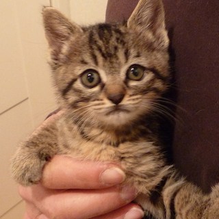 生後1ヶ月～半頃　愛くるしい仔猫