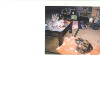 里親募集します