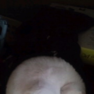 今月中に里親探してます。