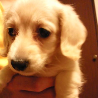 ミニチュア・ダックス子犬の里親を募集します！！