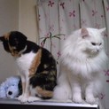 ミー（白）７歳半、モミ（三毛）7歳