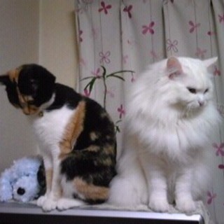 ミー（白）７歳半、モミ（三毛）7歳