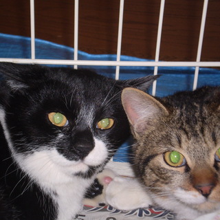 去勢済み子猫の里親さん募集