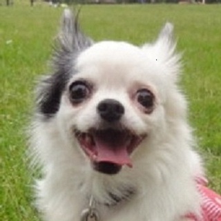 マイペースなワンダちゃん／推定９歳