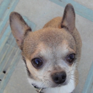 抱っこもお散歩も大好き！ナッツちゃん／６歳