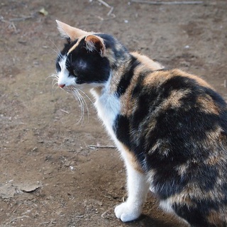 超激カワ!メス猫ちゃんの里親さん募集!(募集終了）