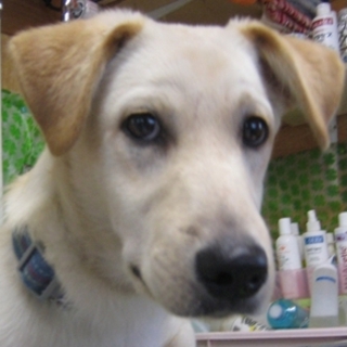 人にもワンコにもフレンドリーな　ケイくん／推定１歳