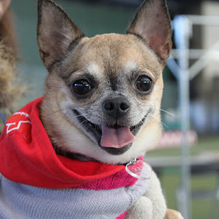 かしこ可愛い　アビーちゃん　／推定８～９歳