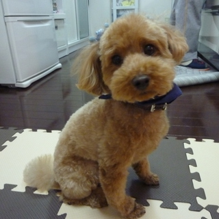 応募ありがとうございました。現在交渉中です。