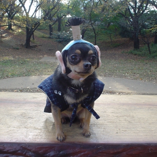 ＜チワワ♂＞泣く泣く里親さん募集です！どなたか可愛がってやってくださいっ