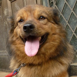 里親様が決まりました。　クロ♂