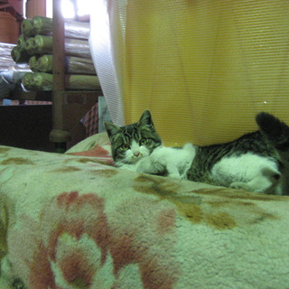 超甘えっ子の子猫の里親募集