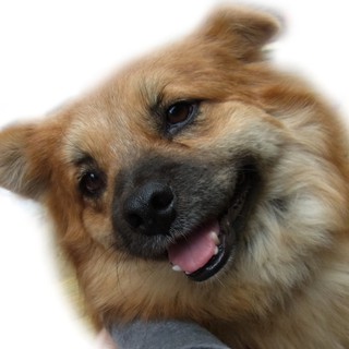 里親様が決まりました。　トモ♂