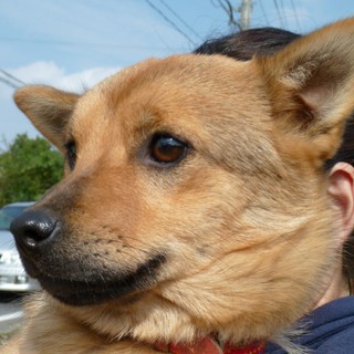 里親様が決まりました。シンジ♂