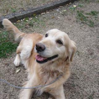 人が大好きでとっても可愛く賢い　アメリーちゃん／８歳