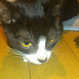 やんちゃで甘えん坊な子猫です。