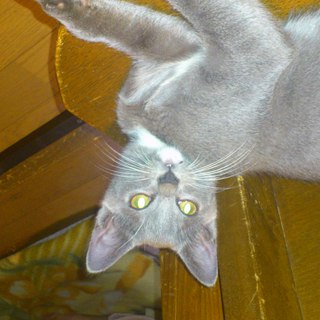 里親募集します。