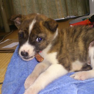 ☆保護仔犬の里親募集☆