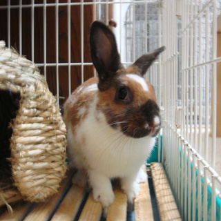 保護うさぎ:ミニウサギ(白・オレンジ・茶)