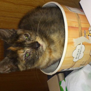 甘えん坊な女の子です。