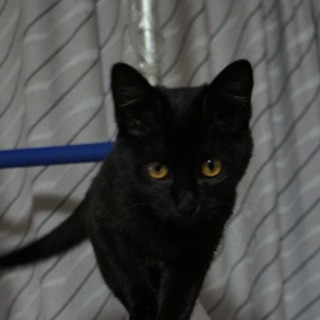 黒猫の女の子。４か月です♪