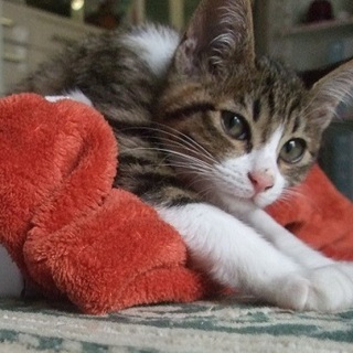 2012年３月25日正式譲渡しました