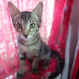 キジトラ【アリア】の里親様募集中！