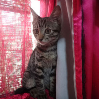 キジトラ【アーク】の里親様募集中！