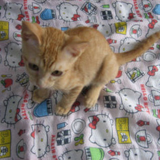 茶トラ【クッキー】の里親様募集中！