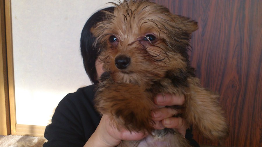 マルキー犬の子犬メス2オス1匹 北海道 犬の里親募集 2166 ペットのおうち 月間利用者150万人 マルキー犬の子犬メス2オス1匹 北海道 犬の里親募集 2166 ペットのおうち 月間利用者150万人