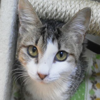 里親を探しています