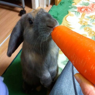 保護うさぎ:グレーのミニロップイヤー