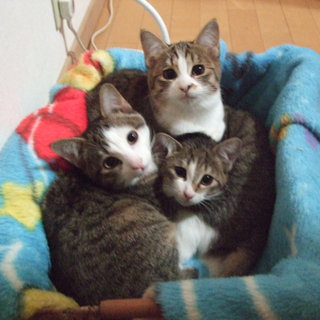 カワイイ子猫！決まりましたありがとうございます