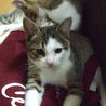 カワイイ子猫！決まりましたありがとうございます サムネイル4