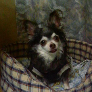 チョコタンの可愛いチワワちゃん♀里親募集中！