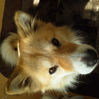 コリーミックスのハンサムな男の子の里親募集中！