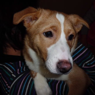 ☆子犬産まれました☆