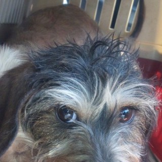 被災地よりあずかった子です。