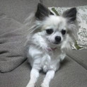 チワワ４歳♀　優しい里親さん募集