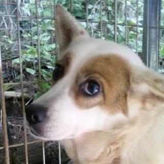 ＧＯ！保護犬ＧＯ　過酷な環境◆吠えない他犬猫OK・明るい福ちゃんを助けてくれてありがとう