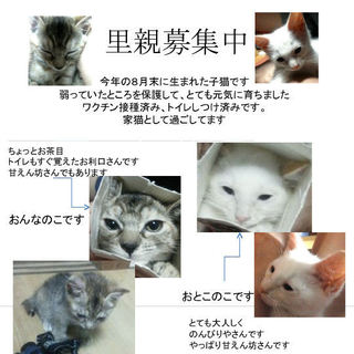 女の子と男の子、里親募集中です