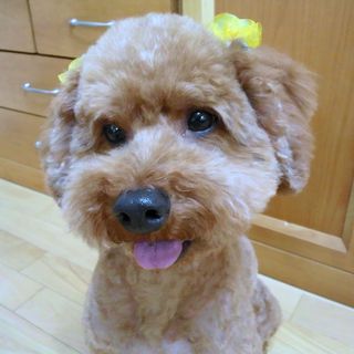 とても素敵なご家庭に決まりました。どうもありがとうございます。